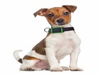 SFR propose un collier connecté pour les chiens